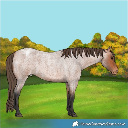 Horse Color:Bay Roan Appaloosa 