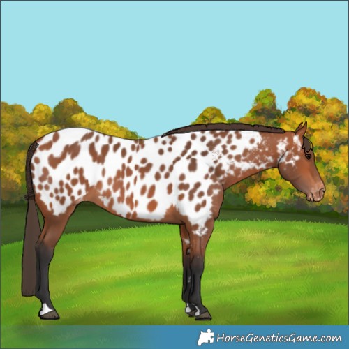 Horse Color:Bay Appaloosa 