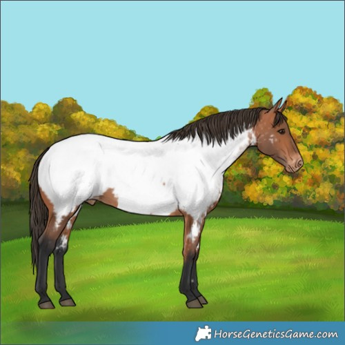 Horse Color:Bay Appaloosa 