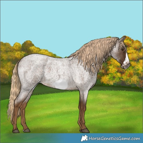 Horse Color:Chocolate Palomino Roan Sabino Frame 