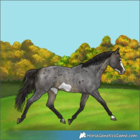 Horse Color:Buckskin Roan Sabino Frame 