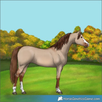 Horse Color:Red Dun 