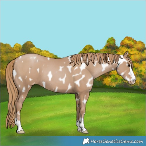 Horse Color:Black Pearl Appaloosa
