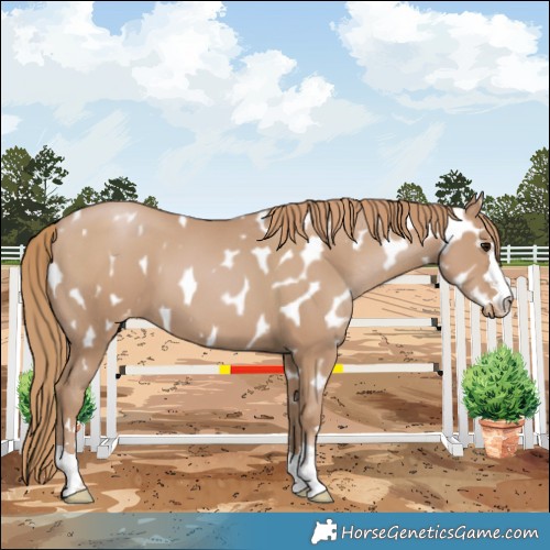 Horse Color:Black Pearl Appaloosa 