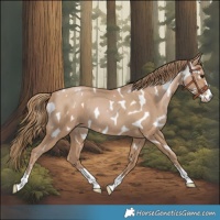 Horse Color:Black Pearl Near Leopard