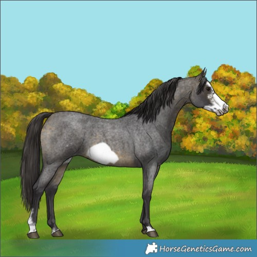 Horse Color:Buckskin Roan Sabino Frame 