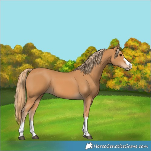 Horse Color:Unknown 