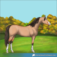 Horse Color:Bay Dun