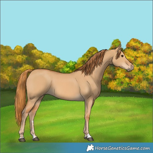 Horse Color:Red Dun 