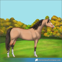Horse Color:Bay Dun 