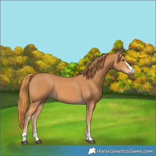 Horse Color:Chestnut 