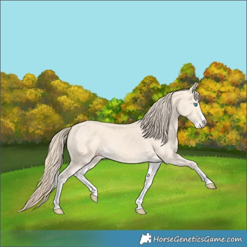 Horse Color:Perlino Splash  and Perlino Splash 