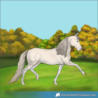 Horse Color:Perlino Splash  and Perlino Splash 