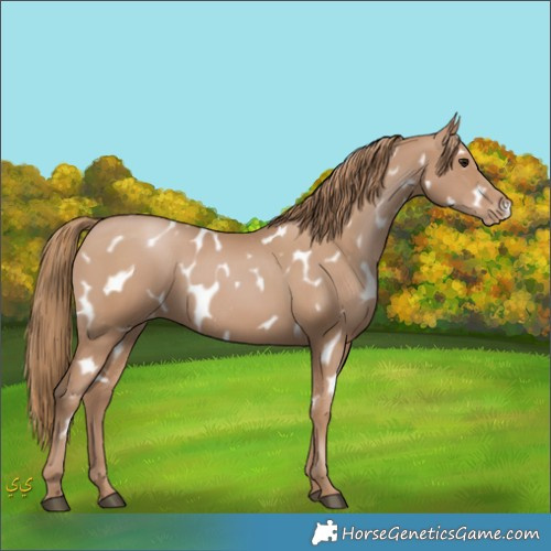 Horse Color:Black Pearl Appaloosa