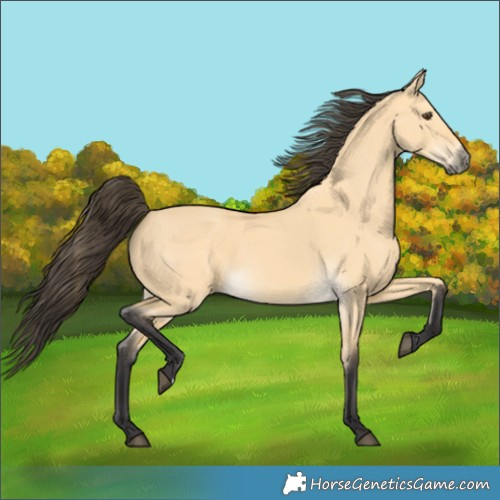 Horse Color:Buckskin Dun 