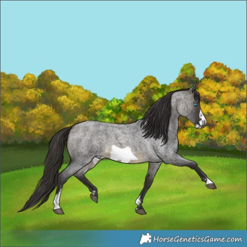 Horse Color:Buckskin Roan Sabino Frame 