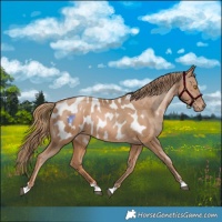 Horse Color:Chestnut Pearl Appaloosa 