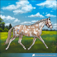 Horse Color:Chestnut Pearl Appaloosa 