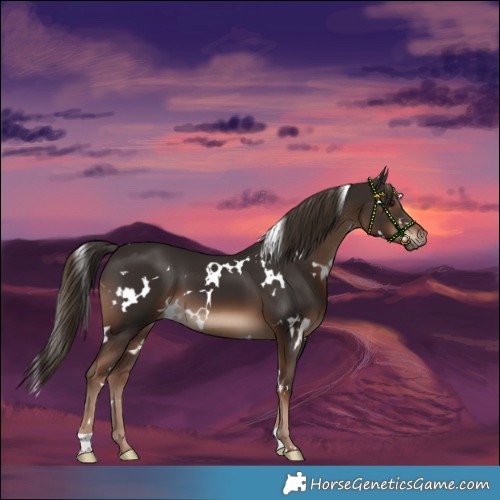 Horse Color:White Spotted Liver Chestnut 