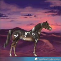 Horse Color:White Spotted Liver Chestnut