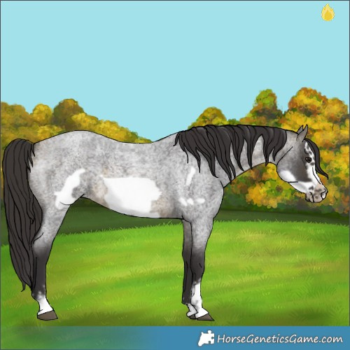 Horse Color:Buckskin Roan Sabino Frame 