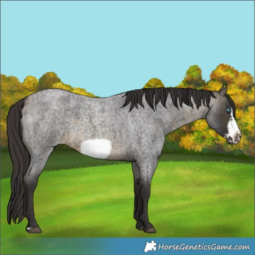 Horse Color:Buckskin Roan Sabino Frame 