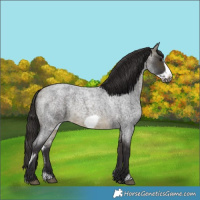Horse Color:Buckskin Roan Sabino Frame 