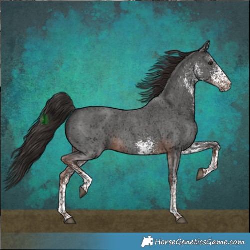Horse Color:White Spotted Liver Chestnut 
