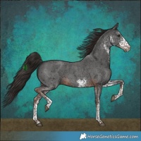Horse Color:White Spotted Liver Chestnut 