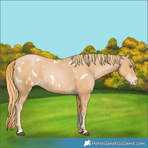 Horse Color:Chestnut Pearl Appaloosa 