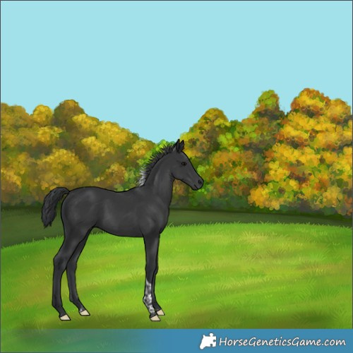 Horse Color:Black Tobiano 