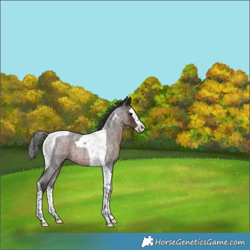 Horse Color:Brown Roan Splash Tobiano 