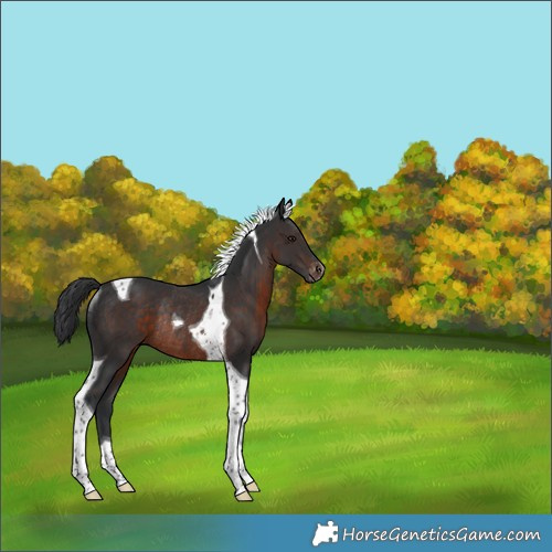 Horse Color:Brown Tobiano Varnish Rabicano 