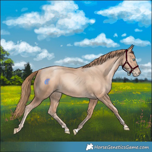 Horse Color:Gold Champagne Pearl Rabicano  and Gold Champagne Pearl Rabicano 