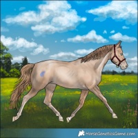 Horse Color:Gold Champagne Pearl Rabicano and Gold Champagne Pearl Rabicano
