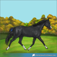Horse Color:Black 