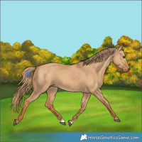 Horse Color:Red Dun 