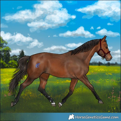Horse Color:Bay  and Bay 