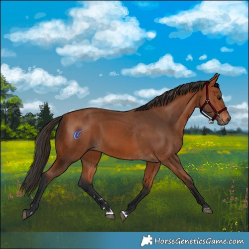 Horse Color:Bay  and Bay 