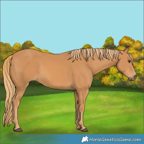 Horse Color:Unknown 
