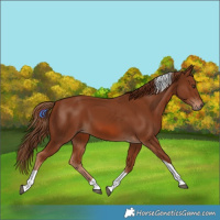 Horse Color:Chestnut Tobiano 
