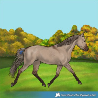 Horse Color:Liver Red Dun 