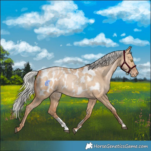Horse Color:Powder White Silver Bay Pearl Dun Appaloosa Rabicano 