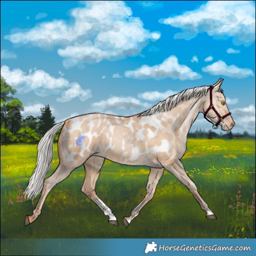 Horse Color:Powder White Silver Bay Pearl Dun Blanket Rabicano 