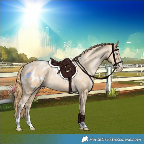 Horse Color:Smoky Black Pearl Appaloosa 