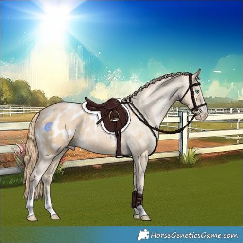 Horse Color:Smoky Black Pearl Appaloosa 