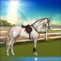 Horse Color:Smoky Black Pearl Appaloosa 