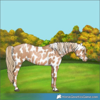 Horse Color:Chestnut Pearl Leopard
