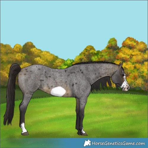 Horse Color:Buckskin Roan Sabino Frame 