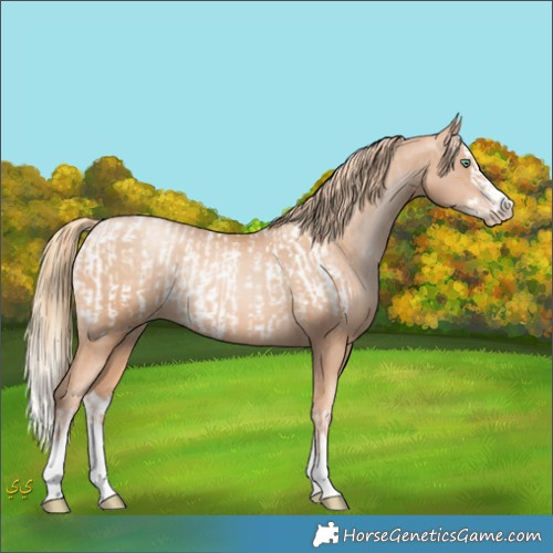 Horse Color:Gold Champagne Pearl Appaloosa Rabicano and Gold Champagne Pearl Splash Rabicano
